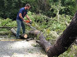 Reliable Westmont, PA  Tree Services Solutions