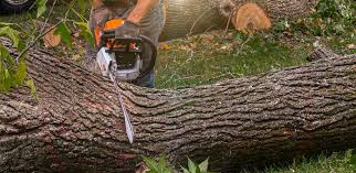 How Our Tree Care Process Works  in  Westmont, PA