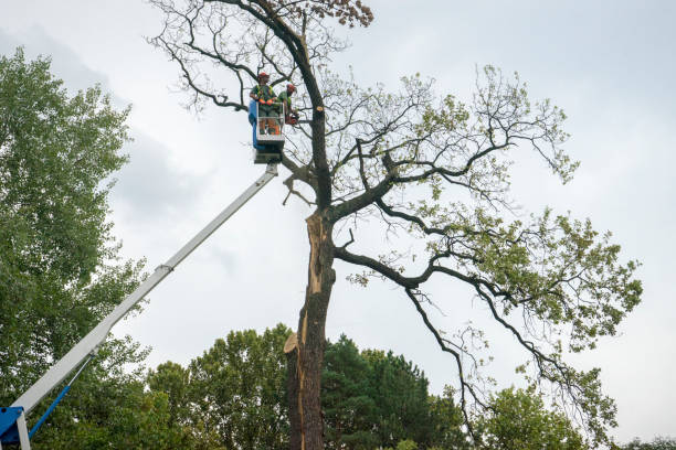 Best Tree Preservation Services  in Westmont, PA